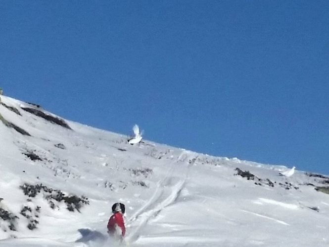 Hovedbilde Ro i oppflukt kurs i fjellet!