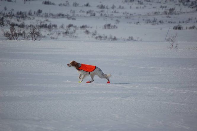Hovedbilde Vi trener din hund for deg!
